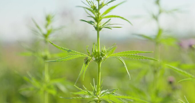 Green Hemp Stem Sharp before Blurred Distant Plants