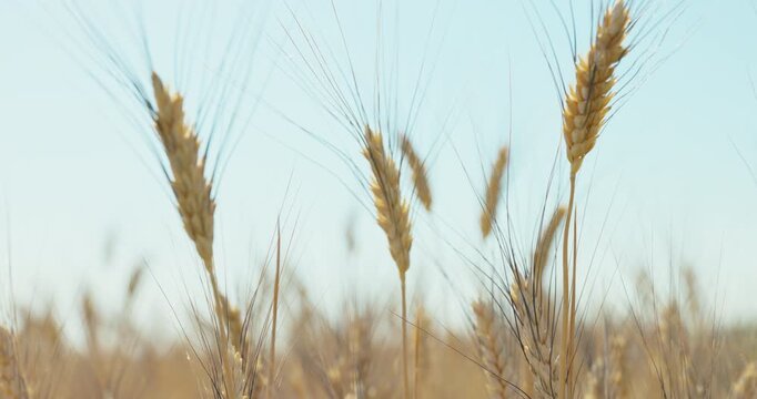 Golden Brown Wheat Topped by Long Thin Awns