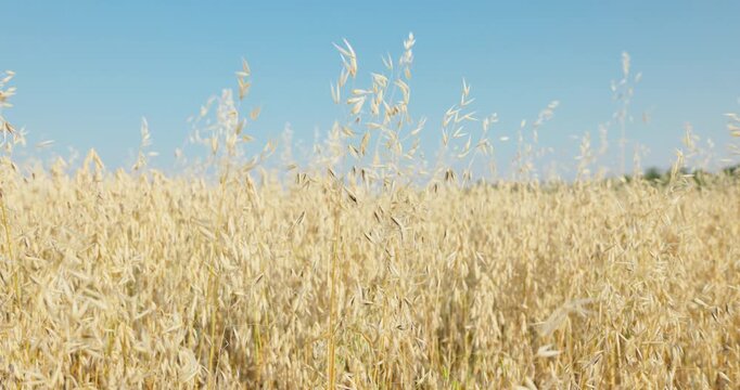 Mature Golden Wild Oats Filling the Frame