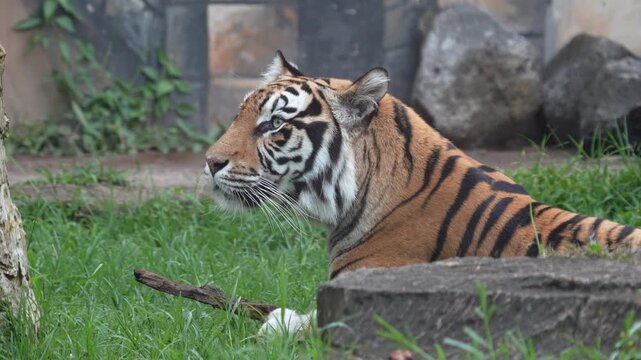 Sumatran Tiger Resting in the Grass, Cinematic Profile View in Batam 4K