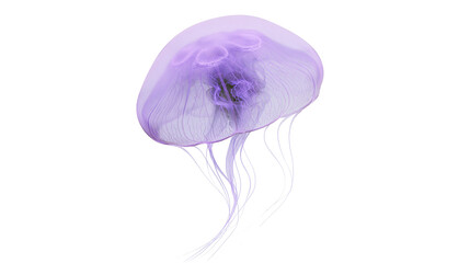 Translucent purple jellyfish with delicate tentacles, isolated on transparent background © George