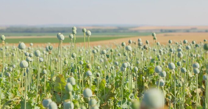 Green Poppy Seed Pods on Thick Stems above Distant Stubble