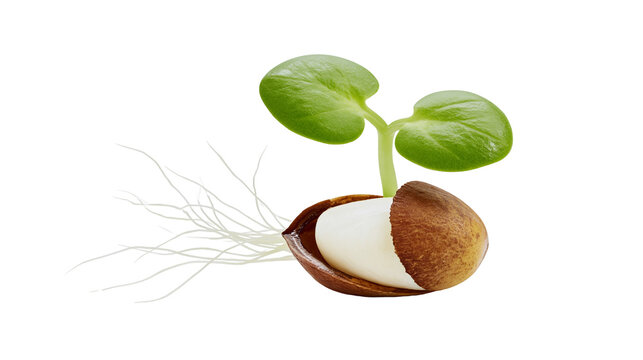 New green sprout emerging from cracked brown seed shell with delicate white roots, isolated on transparent background