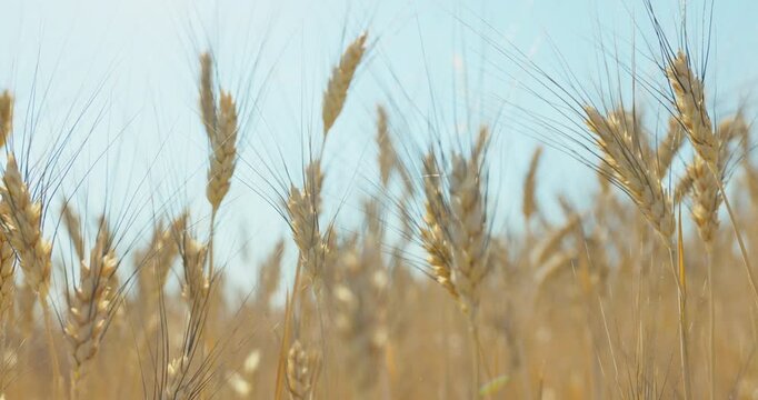 Golden Wheat Ears Crowded with Long Dark Awns