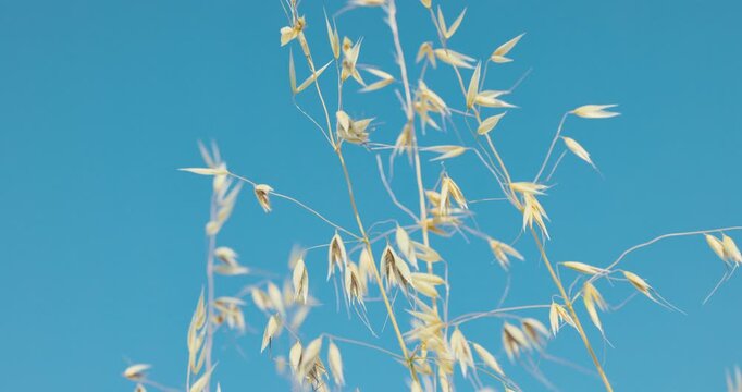 Pale Wild Oat Seed Heads against a Solid Blue Sky