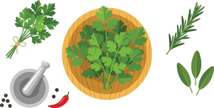 Vector illustration of fresh culinary herbs featuring a wooden bowl of cilantro bundled parsley rosemary rosemary sprig sage leaves mortar pestle and chili