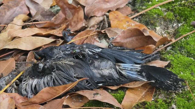 A close-up shot of a dead black crow carcass lying on the ground among dry autumn leaves, with numerous flies and insects swarming and moving around the decaying body in a natural environment.