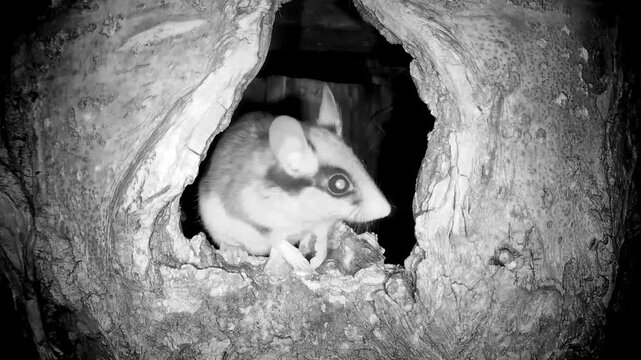 Gartenschl&auml;fer nachts an seiner H&ouml;hle (Eliomys quercinus)