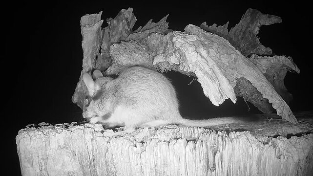 Gartenschl&auml;fer nachts an seiner H&ouml;hle (Eliomys quercinus)
