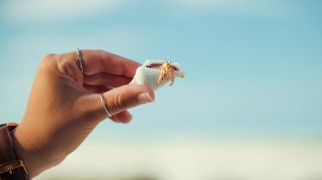 Hand holds a small white seashell containing a hermit crab against the soft blurred background of the blue sky and ocean representing a gentle connection between a person and marine life on a beach.