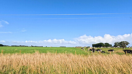 Fototapeta premium Cows Grazing in a Lush Green Field Along Great Ocean Road