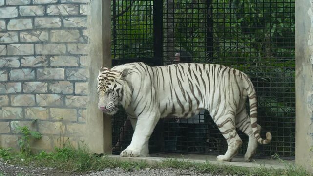 White Tiger Walking in Enclosure at Zoo in Batam, Indonesia - 4K