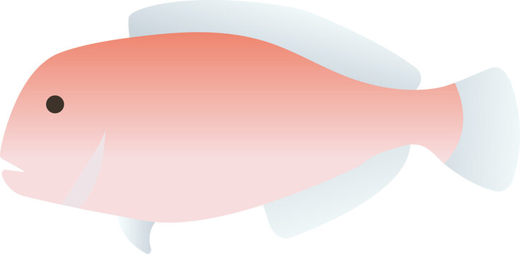 Organic fresh red tilefish ocean seafood ingredient Jeju island specialty flat vector illustration.