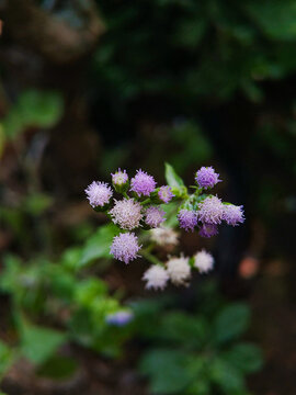 Close up macro photography of small purple ageratum wild flowers blooming with a soft dark blurred background.