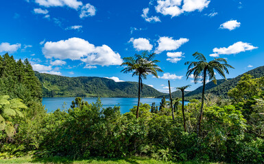 Lake Tikitapu, Lake Rotokakahi, Rotorua, Neuseeland, Cyathea dealbata, Baumfarne am Kratersee mit blauer Wasseroberflaeche und Gruenlandschaft unter blauem Wolkenhimmel am Sommertag © stylefoto24