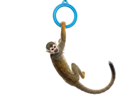 Small squirrel monkey hanging from a blue plastic ring toy transparent background