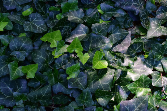 Green heart shaped green ivy leaves covering the forest ground
