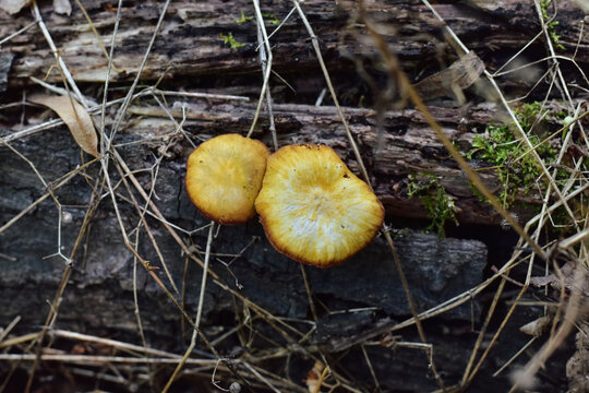 Two mushrooms growing on tree bark, top view