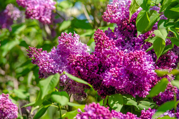 Obraz premium Pink lilac blooms in the Botanical garden