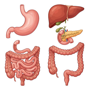 Digestive system organs including stomach liver and intestines