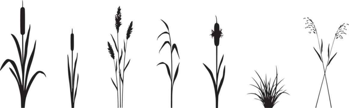 Black cattails and reeds silhouette collection grass plant. silhouette vector illustration