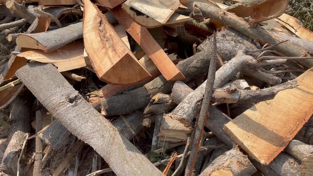 Mixed Pile of Chopped Firewood and Dry Tree Branches