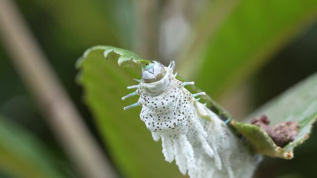 Close-up of Atlas Moth Caterpillar Eating Leaf in Batam Indonesia 4K