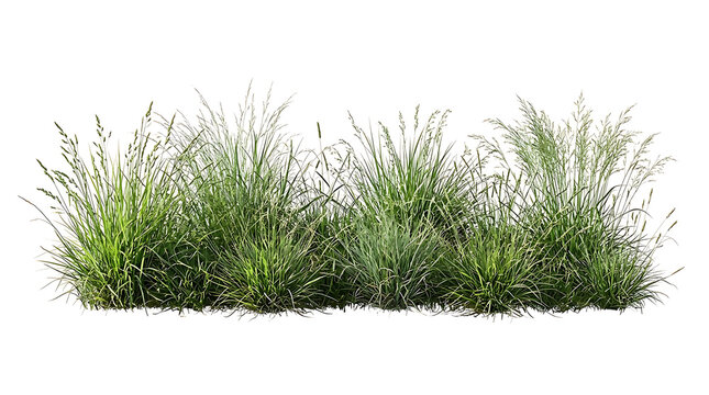 Green ornamental grass tufts isolated on white background, wild meadow grass border for landscape design, natural field vegetation elements