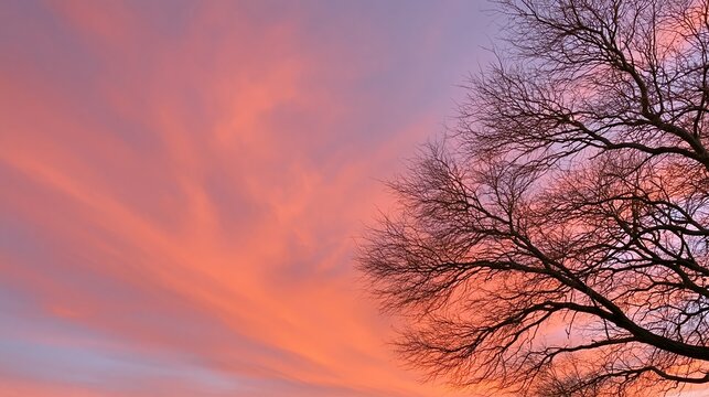 Single bare tree silhouette against a vibrant sunset sky with shades of orange, pink, and purple creating a dramatic backdrop for nature photography