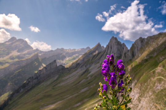 swiss mountain landscape with flowers