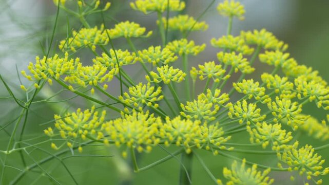 Close-Up View of Yellow Blooming Dill Plant with Soft Background in 4K