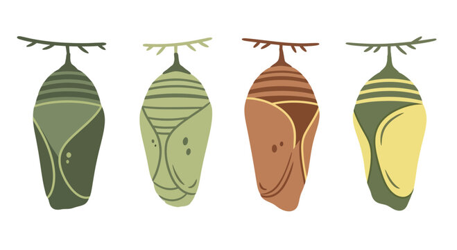 Set of Four Monarch Butterfly Chrysalis Stages Illustration