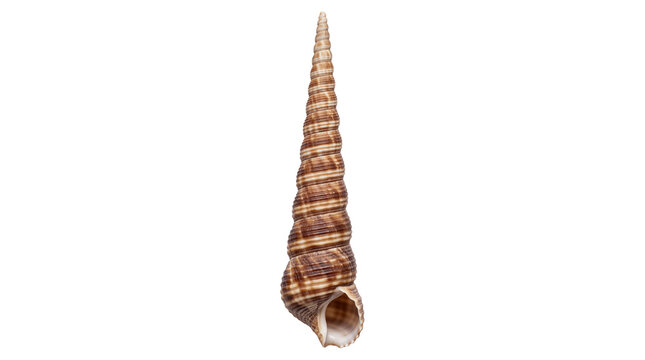Spiral auger seashell with brown stripes, pointed turret shell specimen, natural marine mollusk for coastal decor and science isolated PNG with Transparent Background