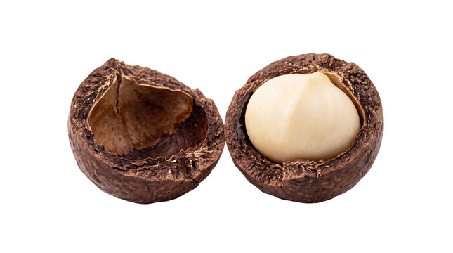 Macadamia nut in cracked shell, organic raw macadamia kernels, healthy gourmet snack ingredients for culinary use isolated PNG with Transparent Background