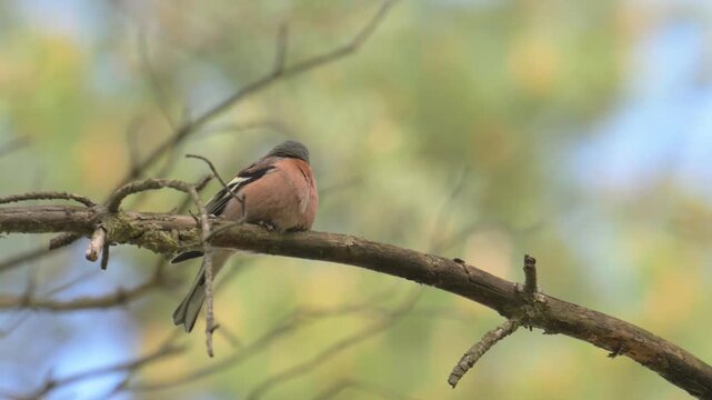 Eurasian chaffinch (Fringilla coelebs) bird on a branch