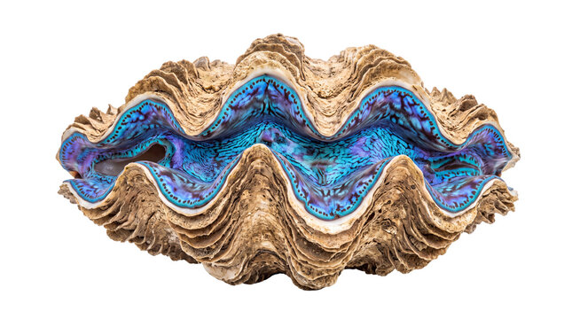 Giant clam shell with iridescent blue interior, decorative tridacna seashell specimen, tropical marine life artifact for coastal decor isolated PNG with Transparent Background