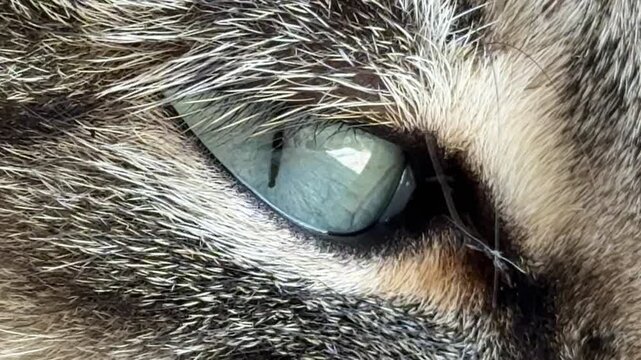 Cat eye animal, extreme macro close up of a domestic feline iris with detailed fur texture and reflection in a calm and mysterious mood