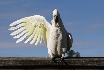 Sulphur-Crested Cockatoo as Avian Traffic Controller © Annalucia