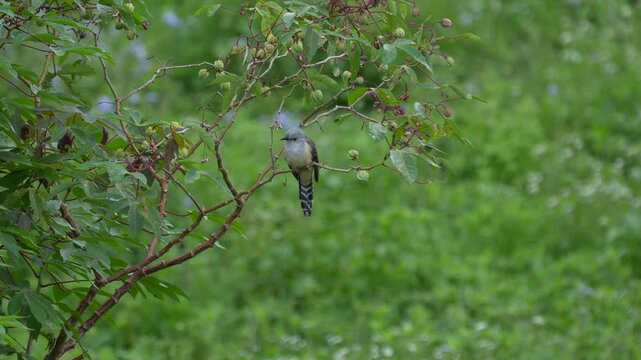 Plaintive Cuckoo Perched on Tree Branch in Batam, Indonesia - 4K