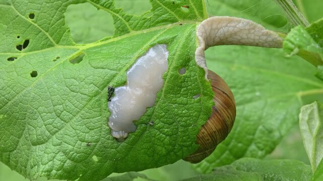 Roman, or Burgundy snail, or escargot (Helix pomatia) eating a leaf from below