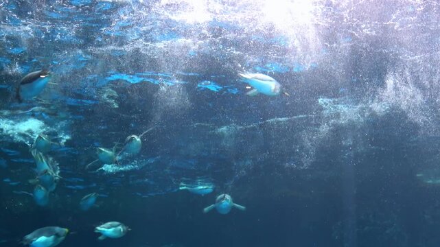 Flock of gentoo penguins, Pygoscelis Papua, swimming swiftly underwater from a low angle. 4K	