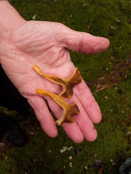 Close up of a split, littered funnel chanterelle in a person's hand in a forest.