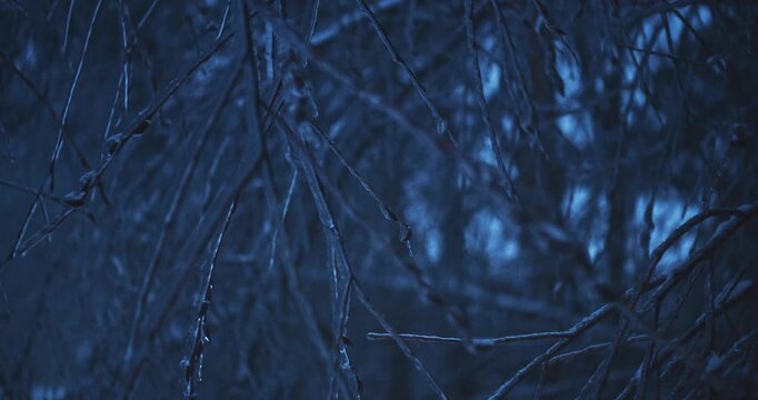 Dark Blue Ice Covered Branches Hanging in Freezing Winter Forest