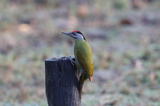 The grey-headed woodpecker (Picus canus hessei), also known as the grey-faced woodpecker, is a Eurasian member of the woodpecker family, Picidae. This photo was taken in North India.