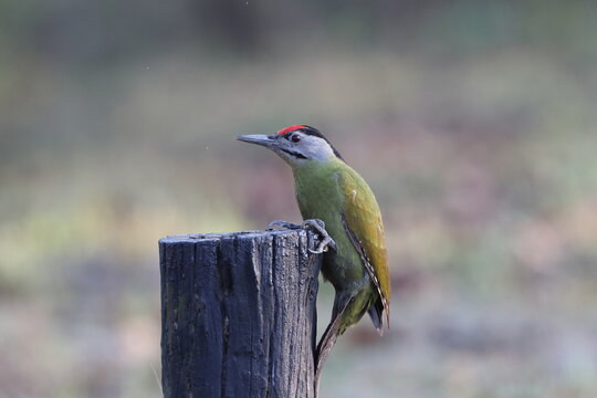 The grey-headed woodpecker (Picus canus hessei), also known as the grey-faced woodpecker, is a Eurasian member of the woodpecker family, Picidae. This photo was taken in North India.