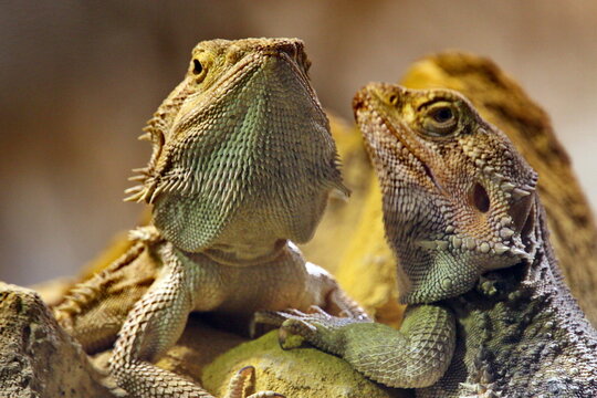 Bartagame