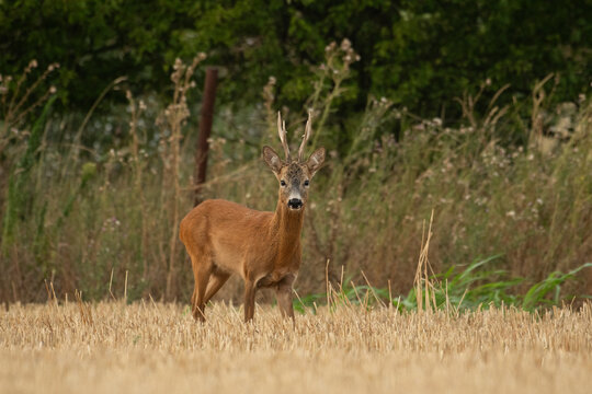 Photo of a beautiful roe deer in mating season
