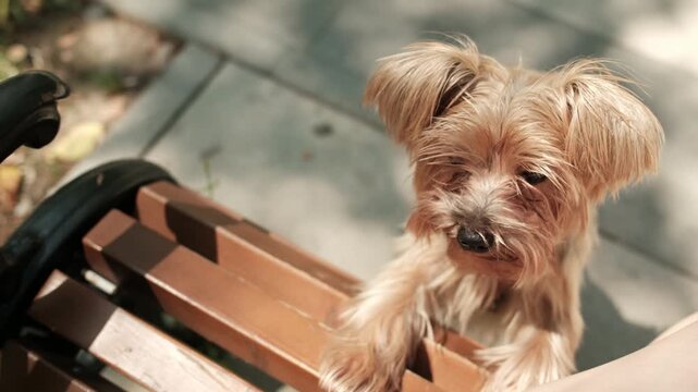 Cute Yorkshire Terrier standing calmly on a park bench while looking directly into the camera.
Peaceful outdoor lifestyle footage featuring a loyal companion dog enjoying a sunny day in a green city 
