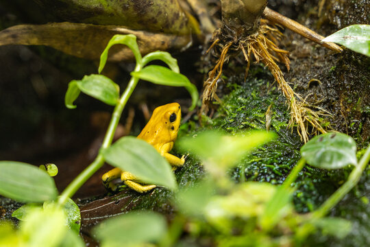 Gelber Pfeilgiftfrosch sitzt zwischen dichten gr&uuml;nen Bl&auml;ttern und Moos. Makroaufnahme des giftigen Schrecklichen Pfeilgiftfrosches in tropischem Lebensraum.