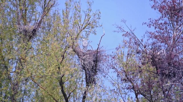 Grey Heron Nesting High in Treetop in Westpark Regensburg Germany